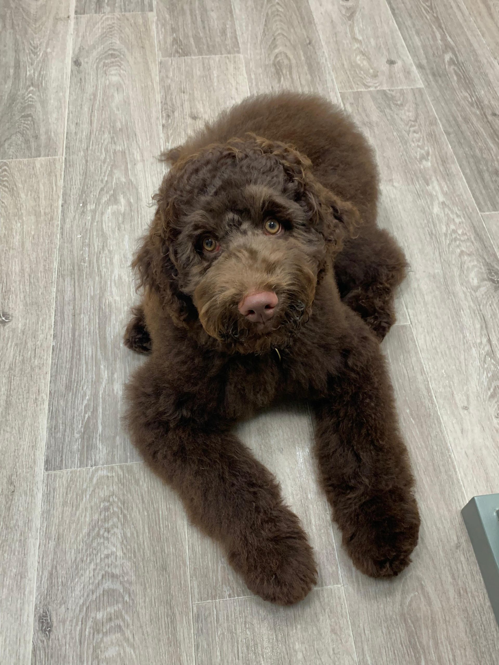 9 Doodle puppy beurt liggend