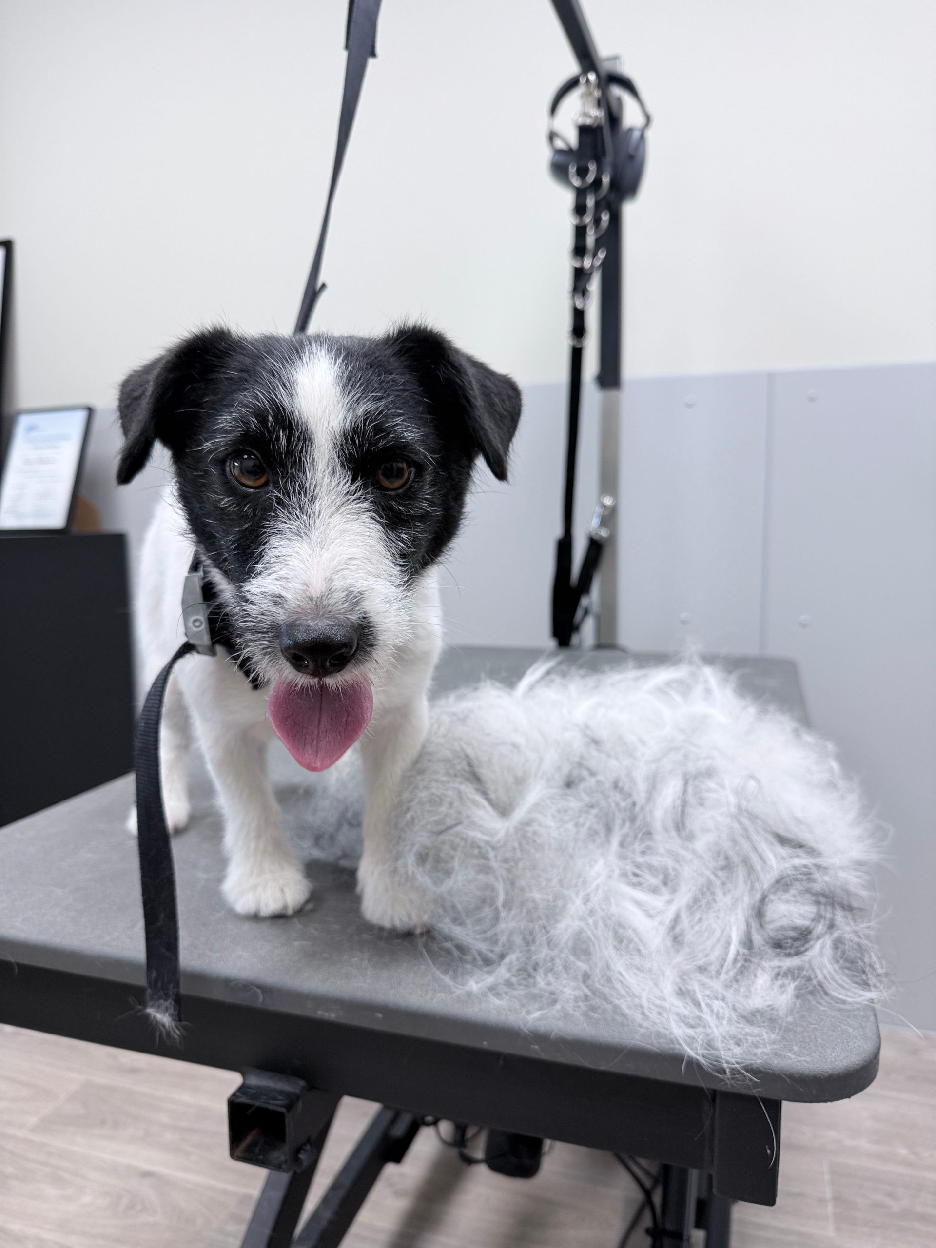 9 Gelukte jack russel met berg haar