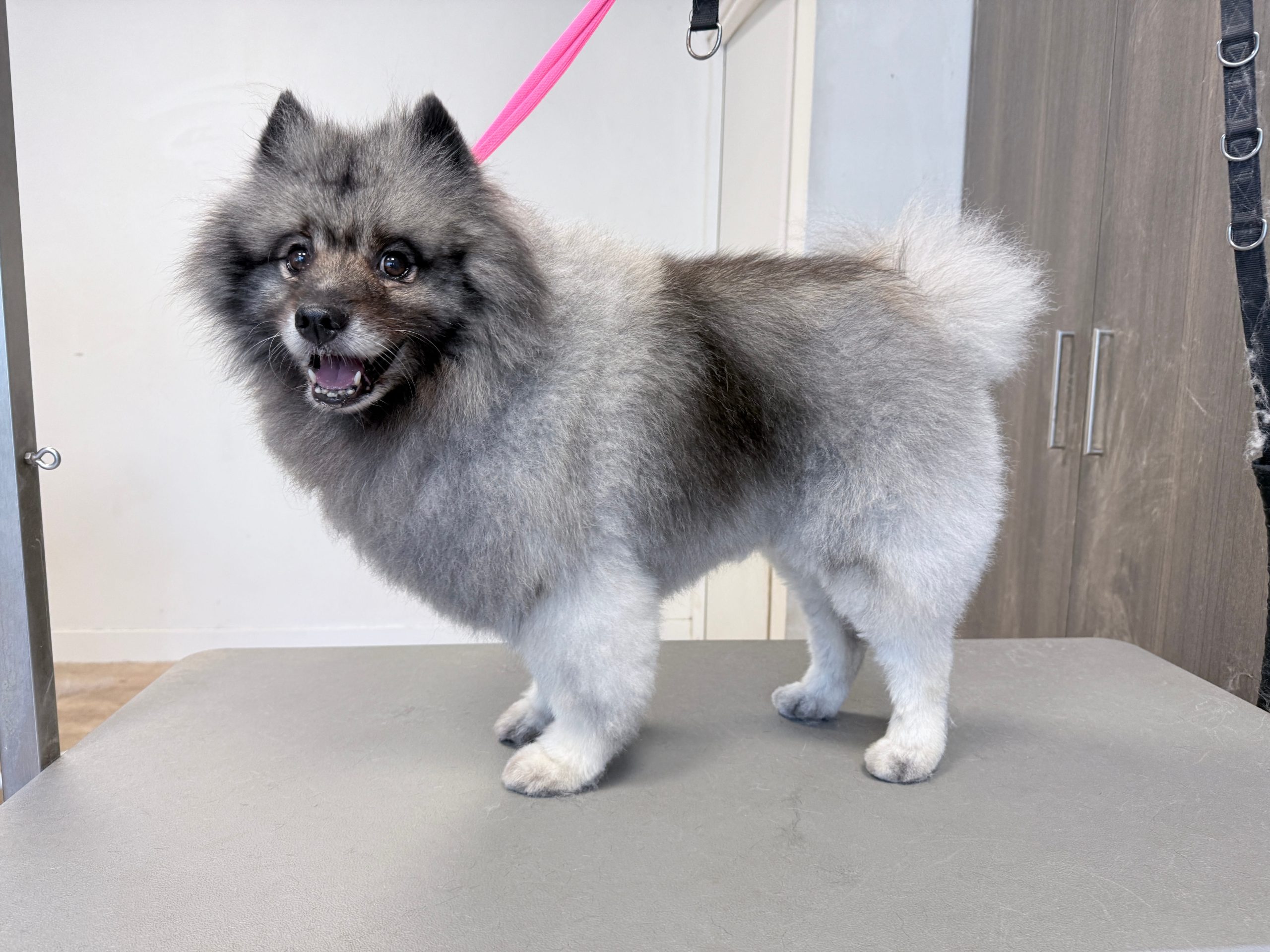 Grijze keeshond na behandeling
