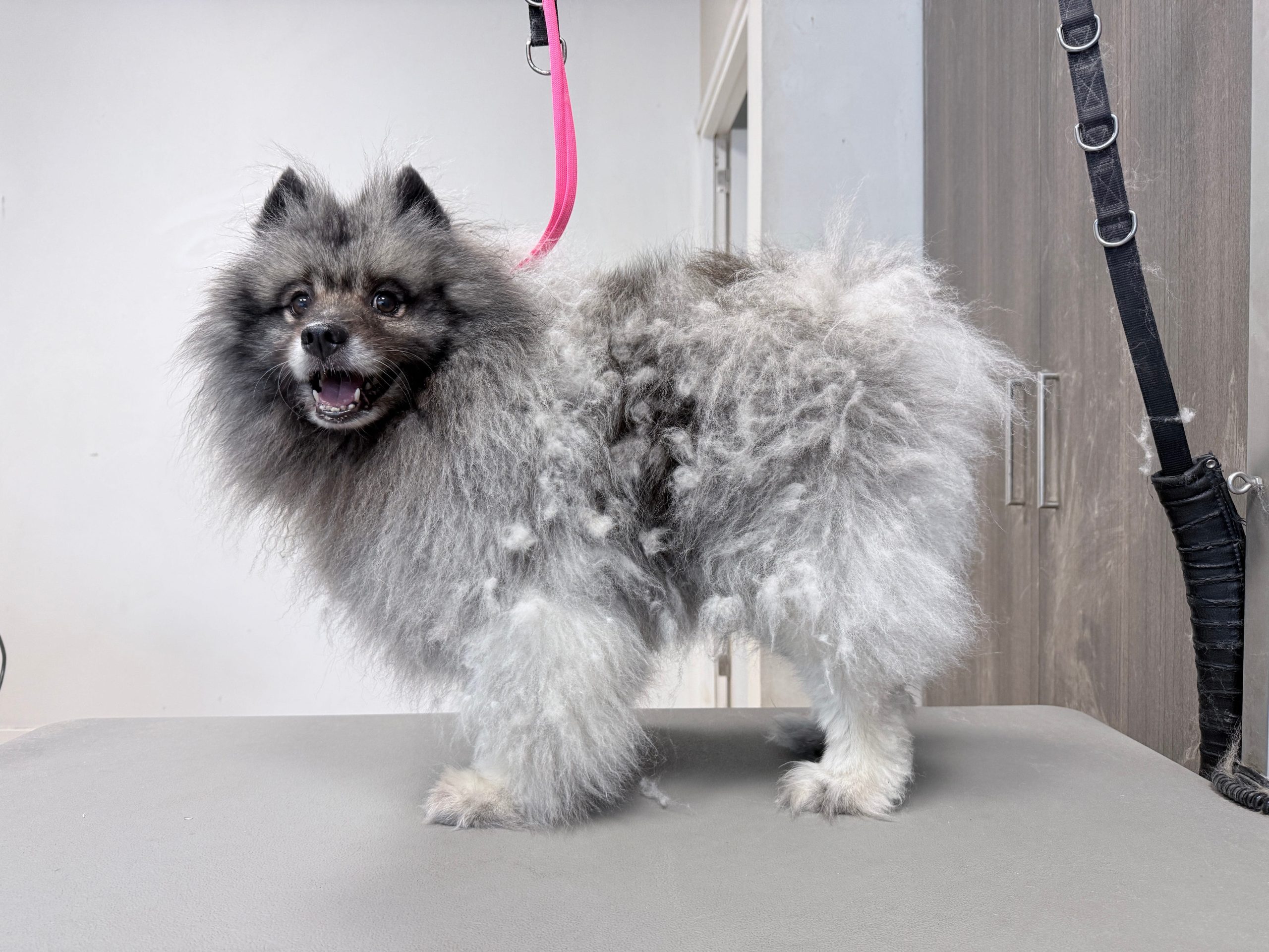 Grijze keeshond voor behandeling