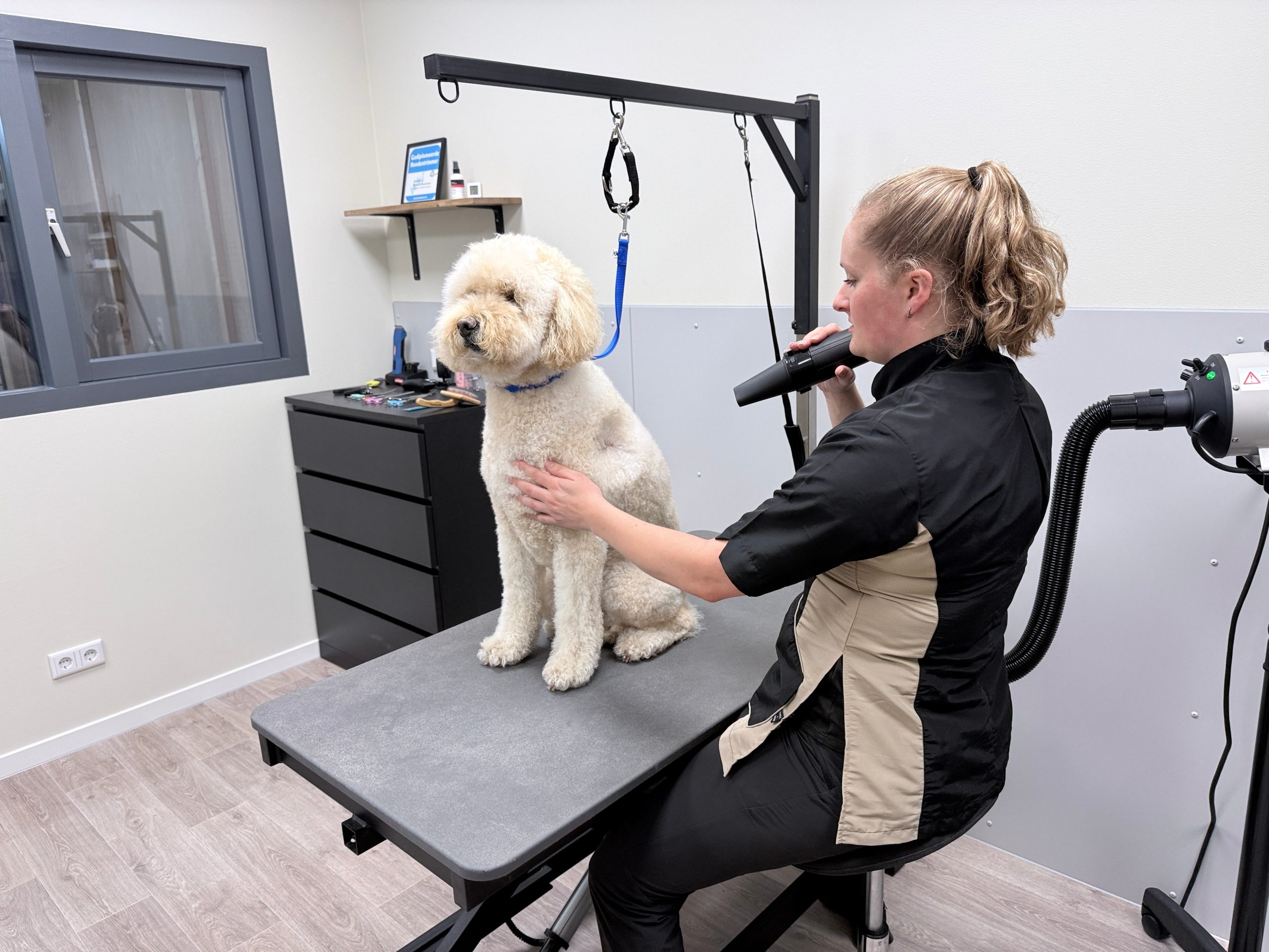 Renee blaast een labradoodle droog dmv een waterblazer op de trim tafel