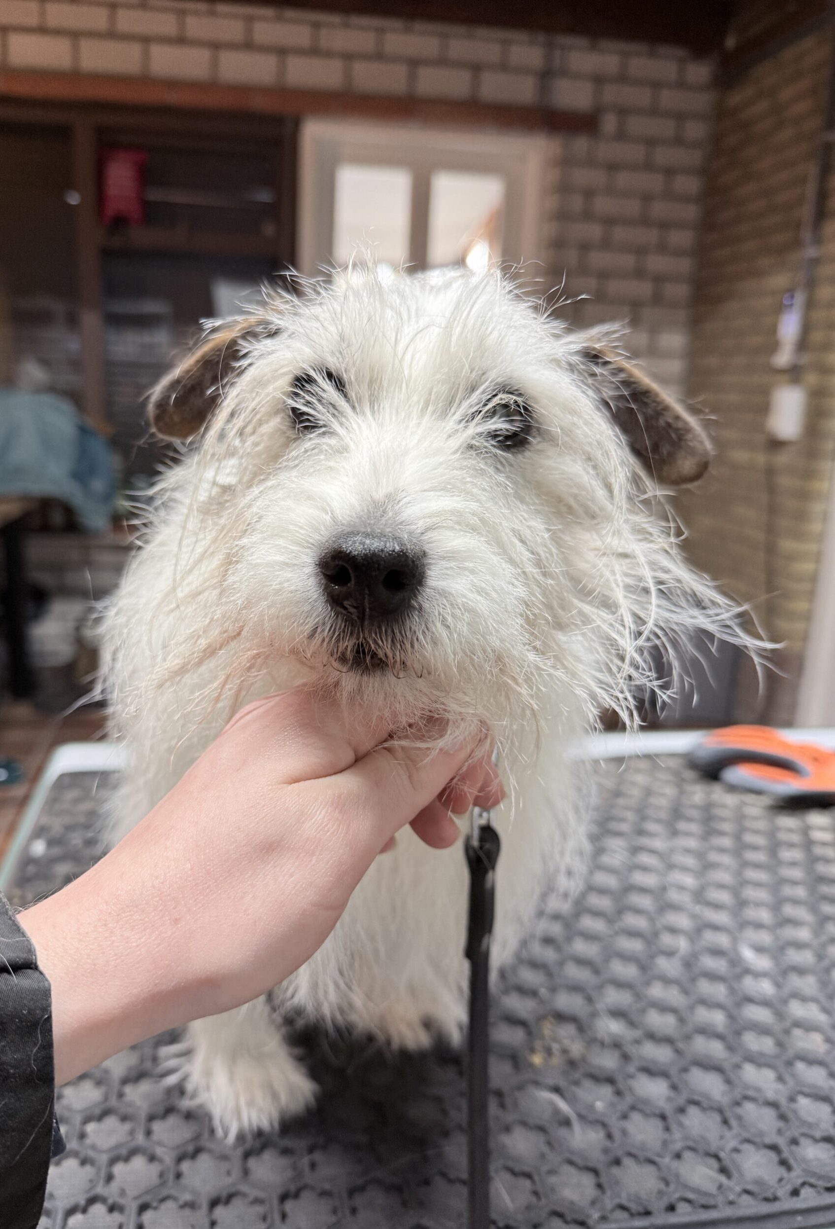 9 Terrier die geknipt word.