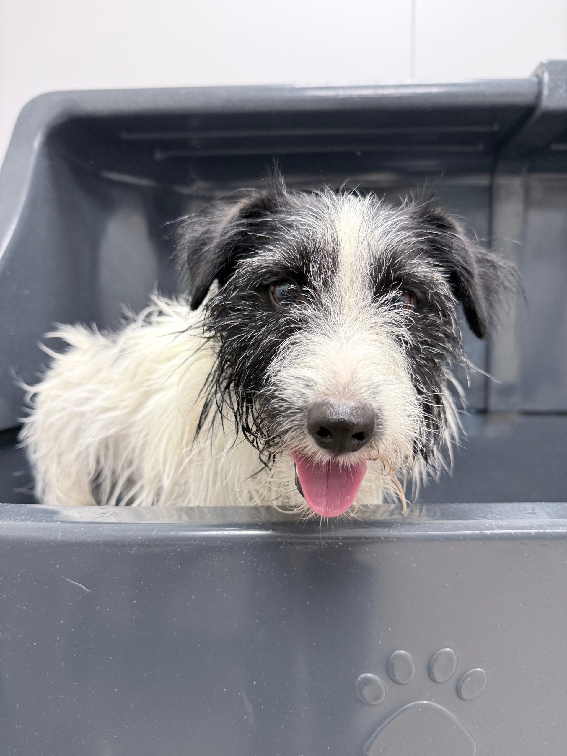 Jack russel in bad