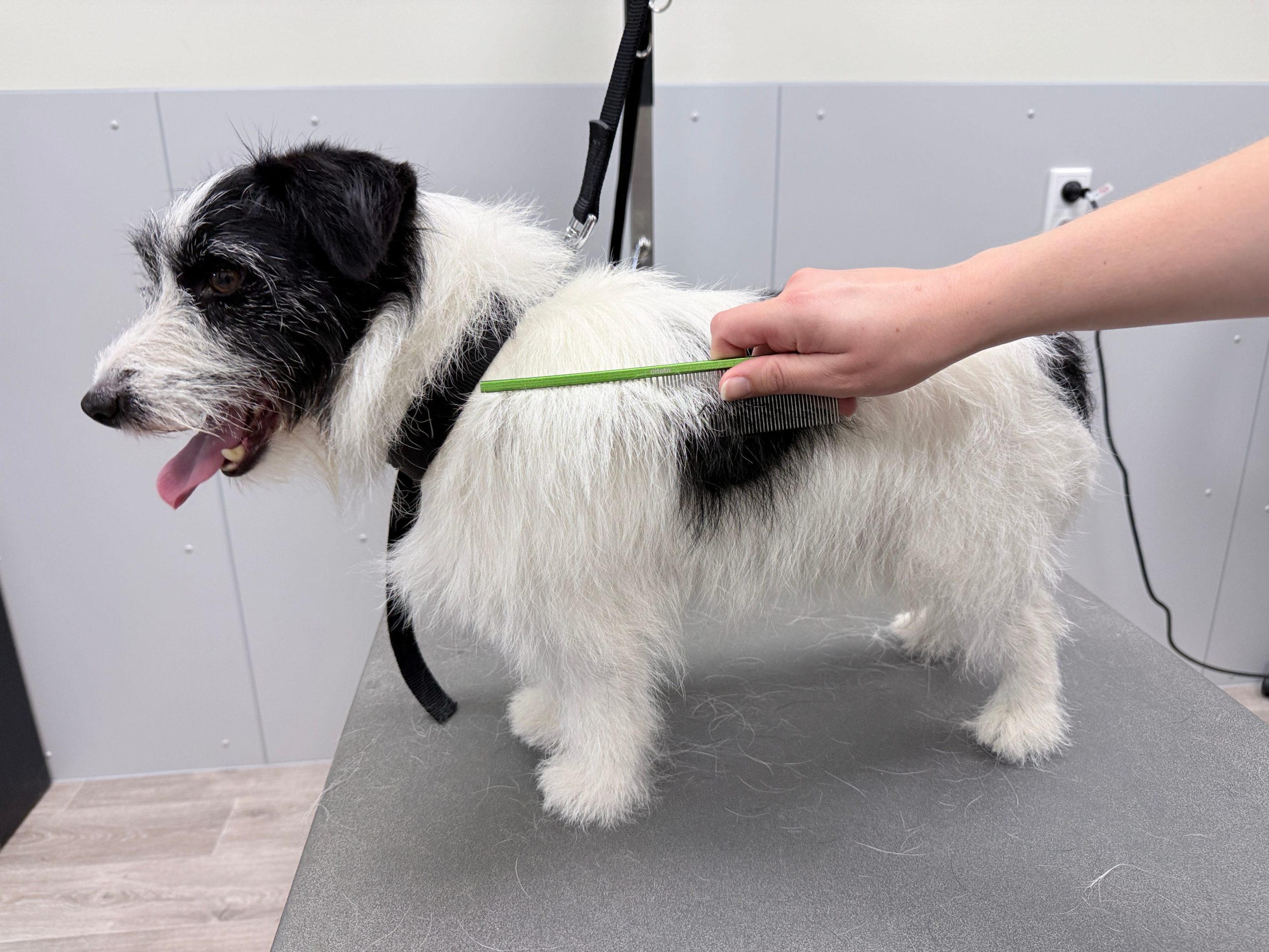 Kammen jack russel verderweg