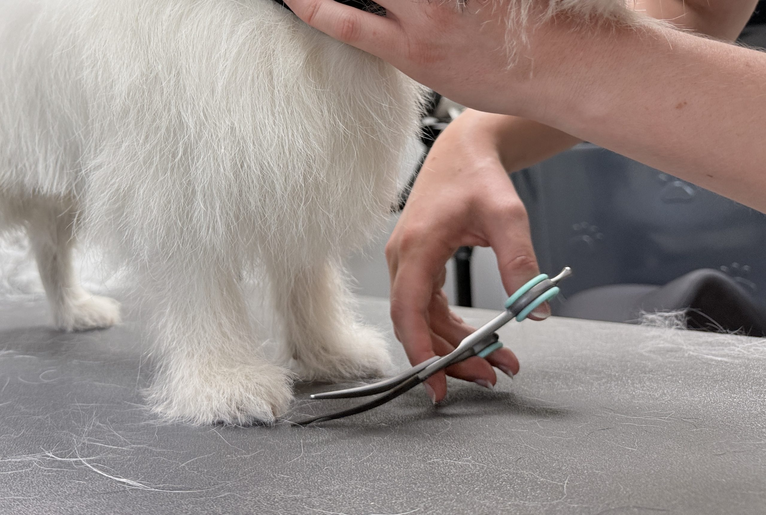 9 Knippen voorpoot jack russel