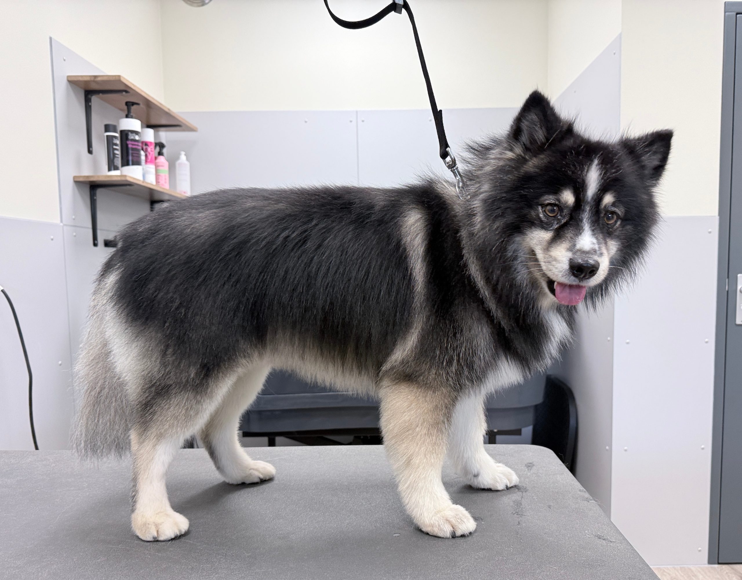 Na foto Pomsky kijkt