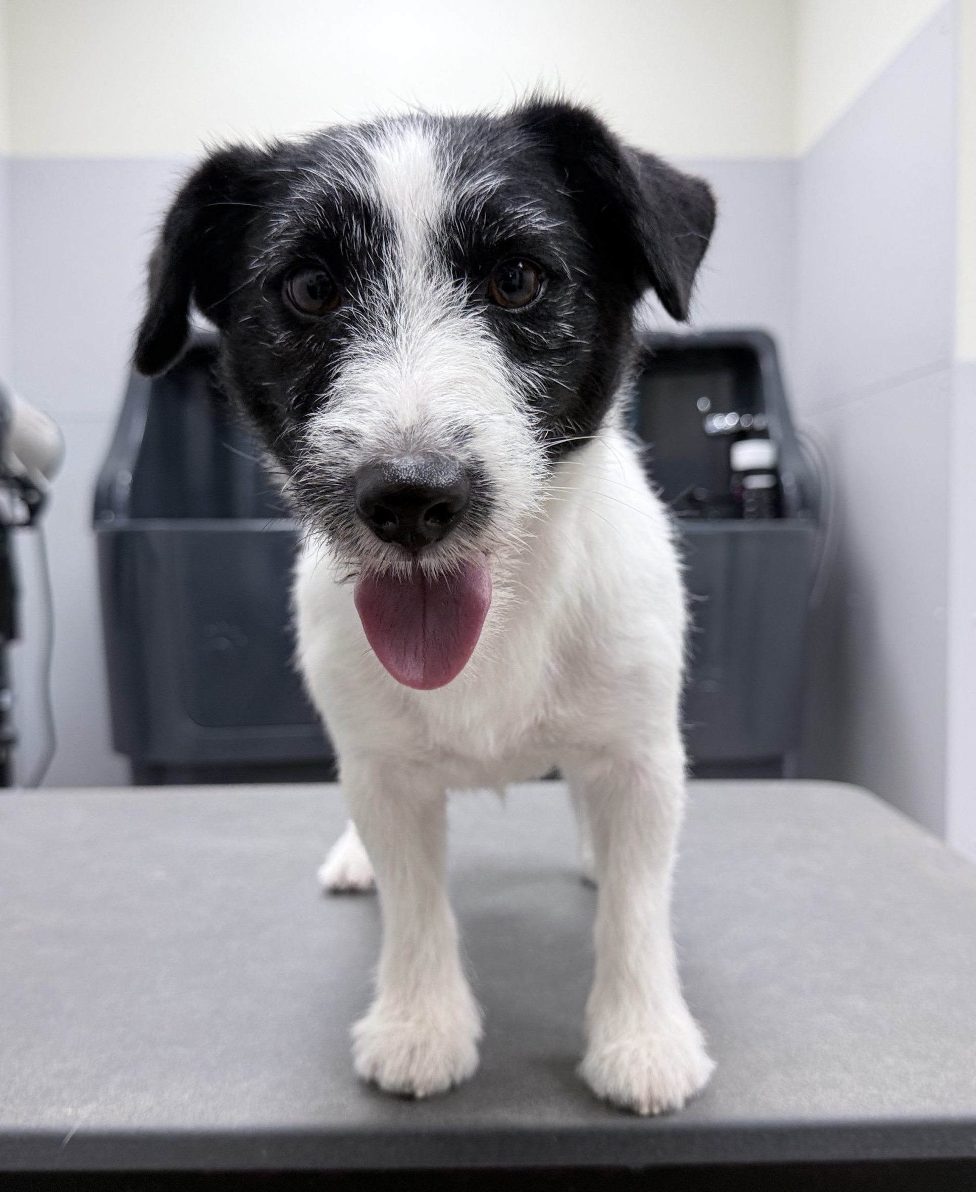 Na foto jack russel plukken