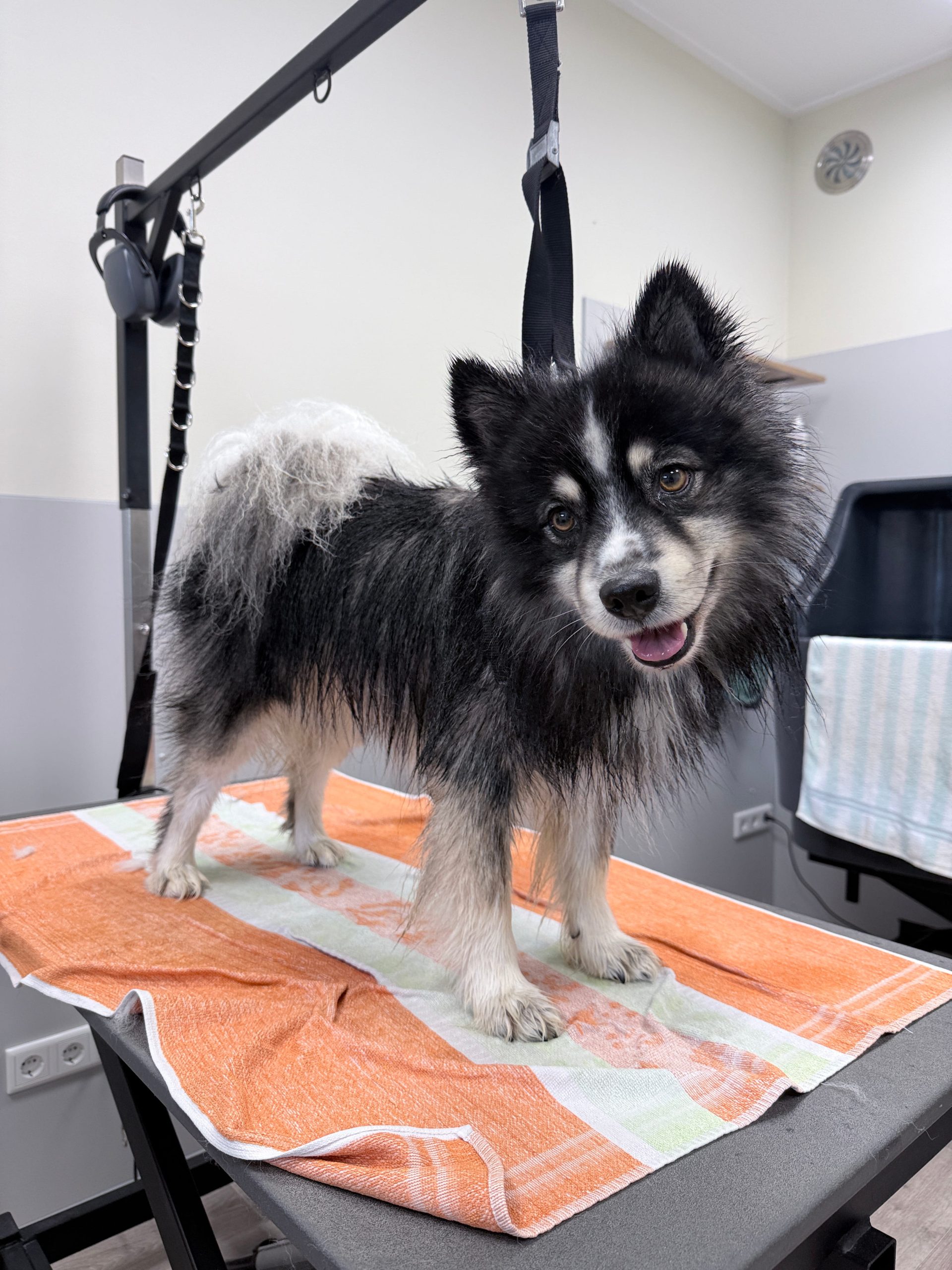 Natte Pomsky op tafel na wassen