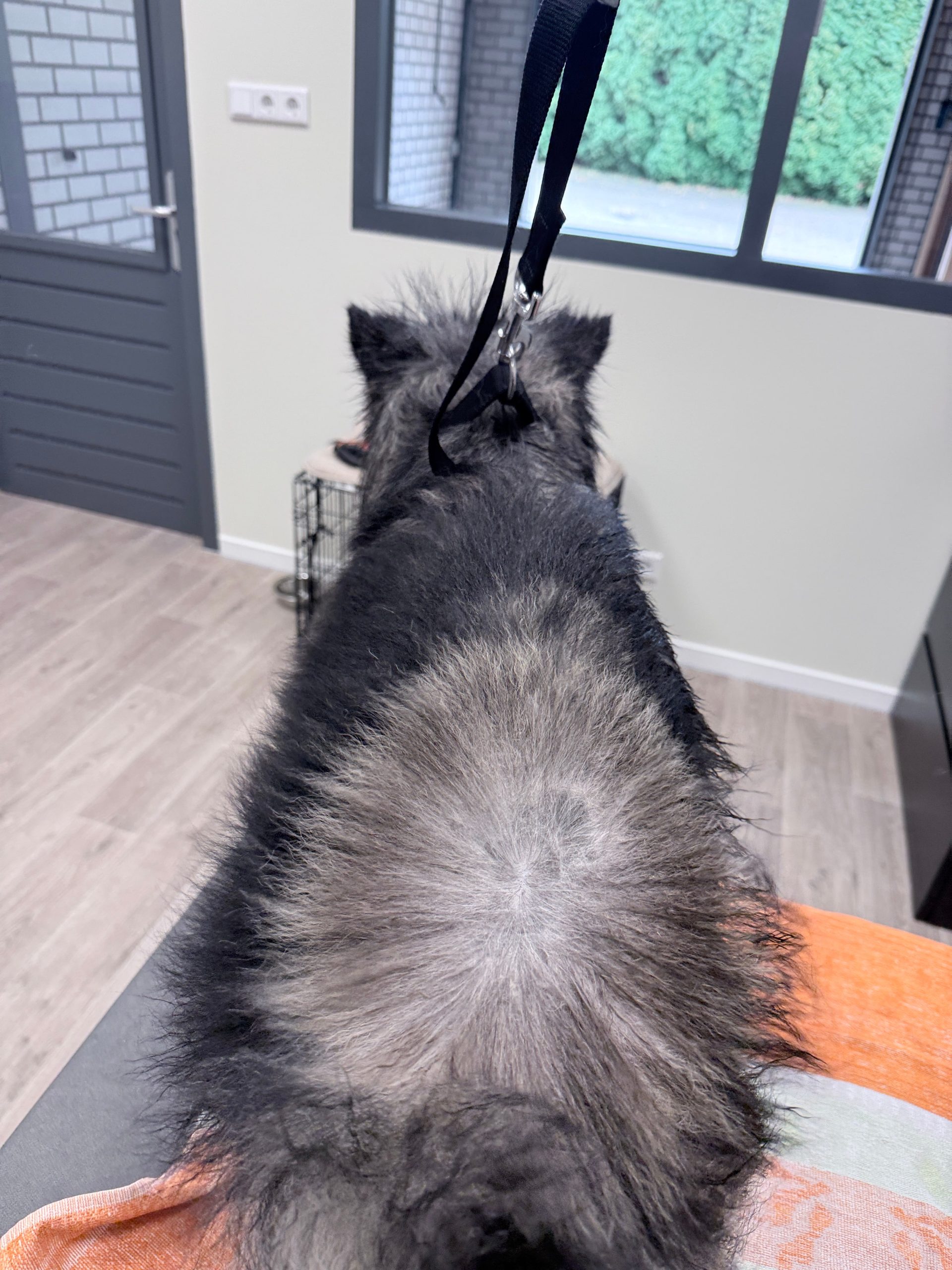 9 Ontwollen_uitblazen Pomsky