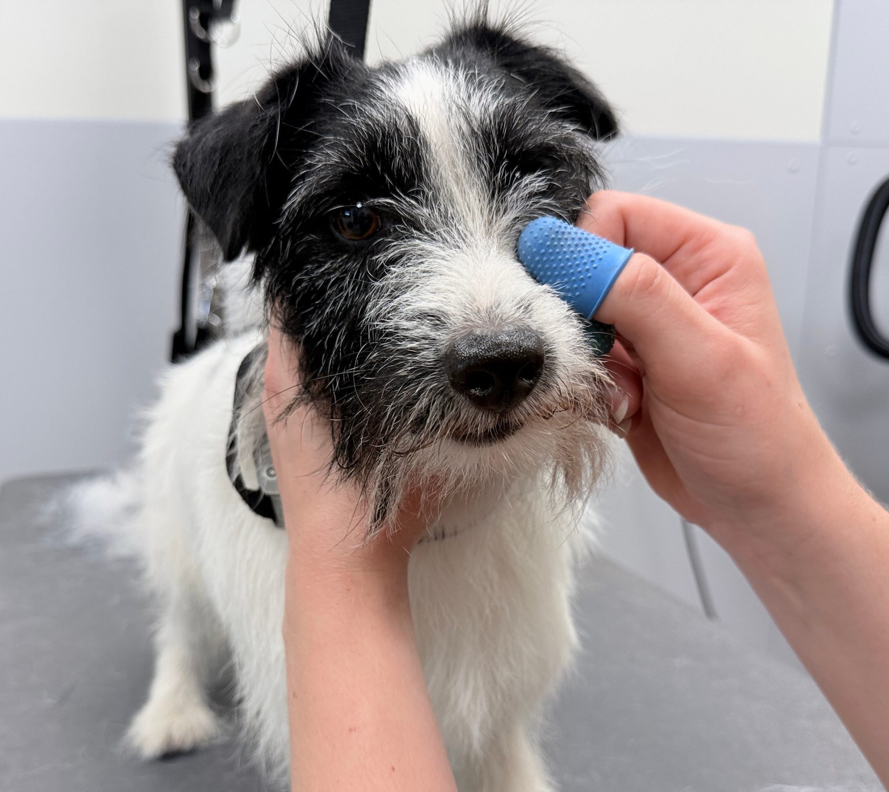9 Plukken hoofd jack russel