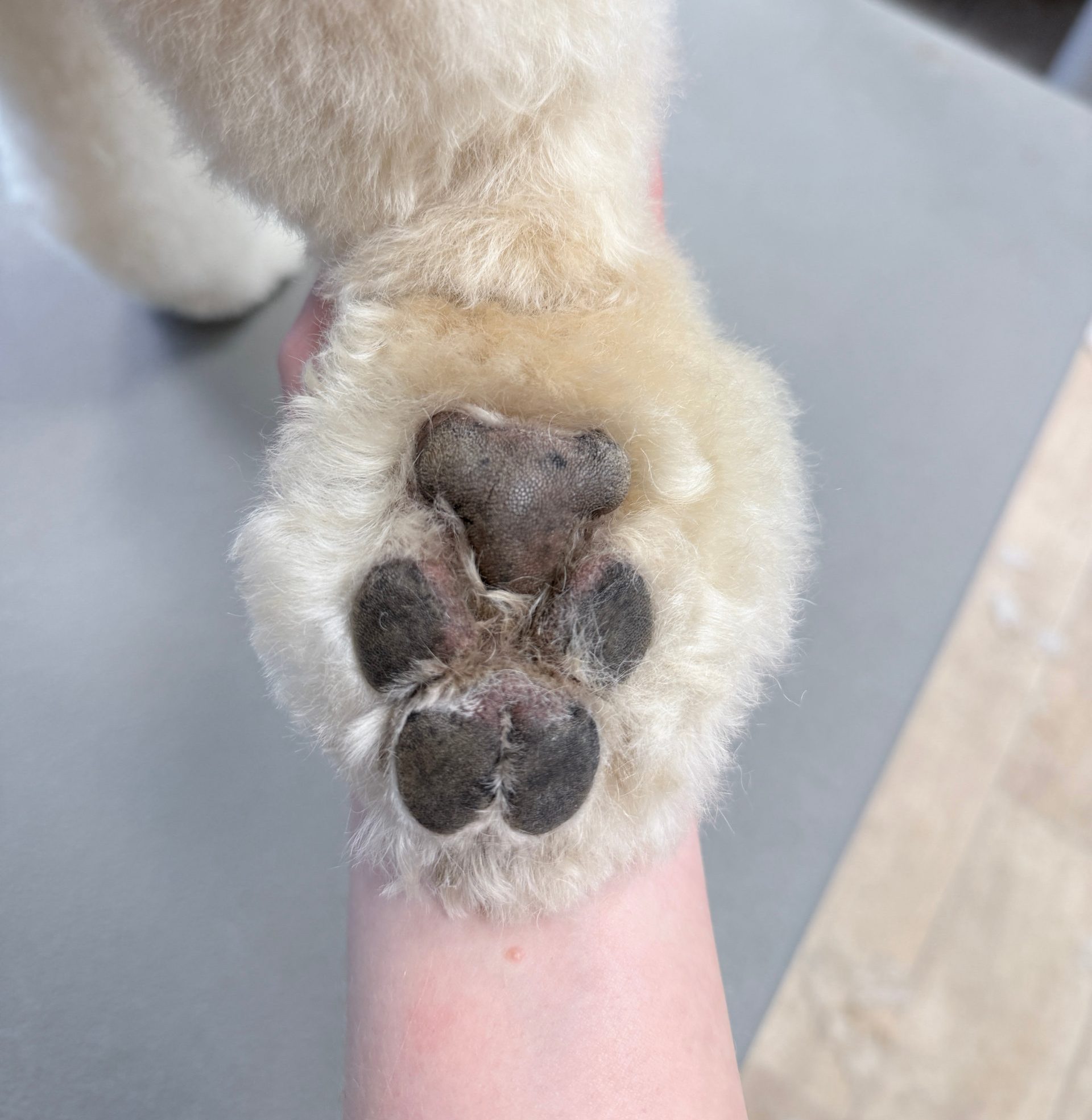 Poot flip voor behandeling