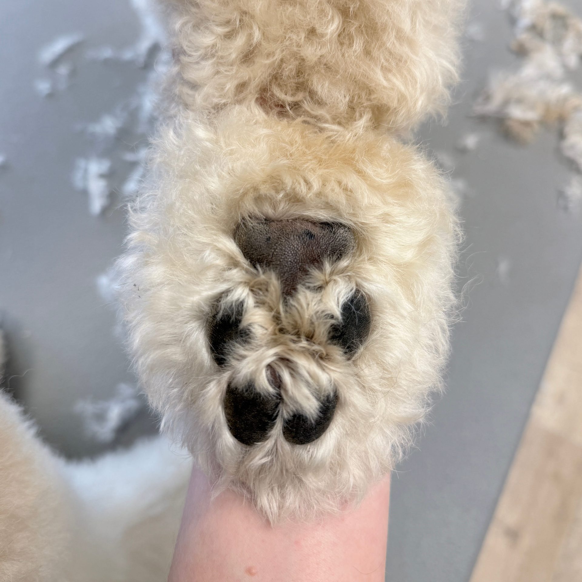 Poot flip voor behandeling