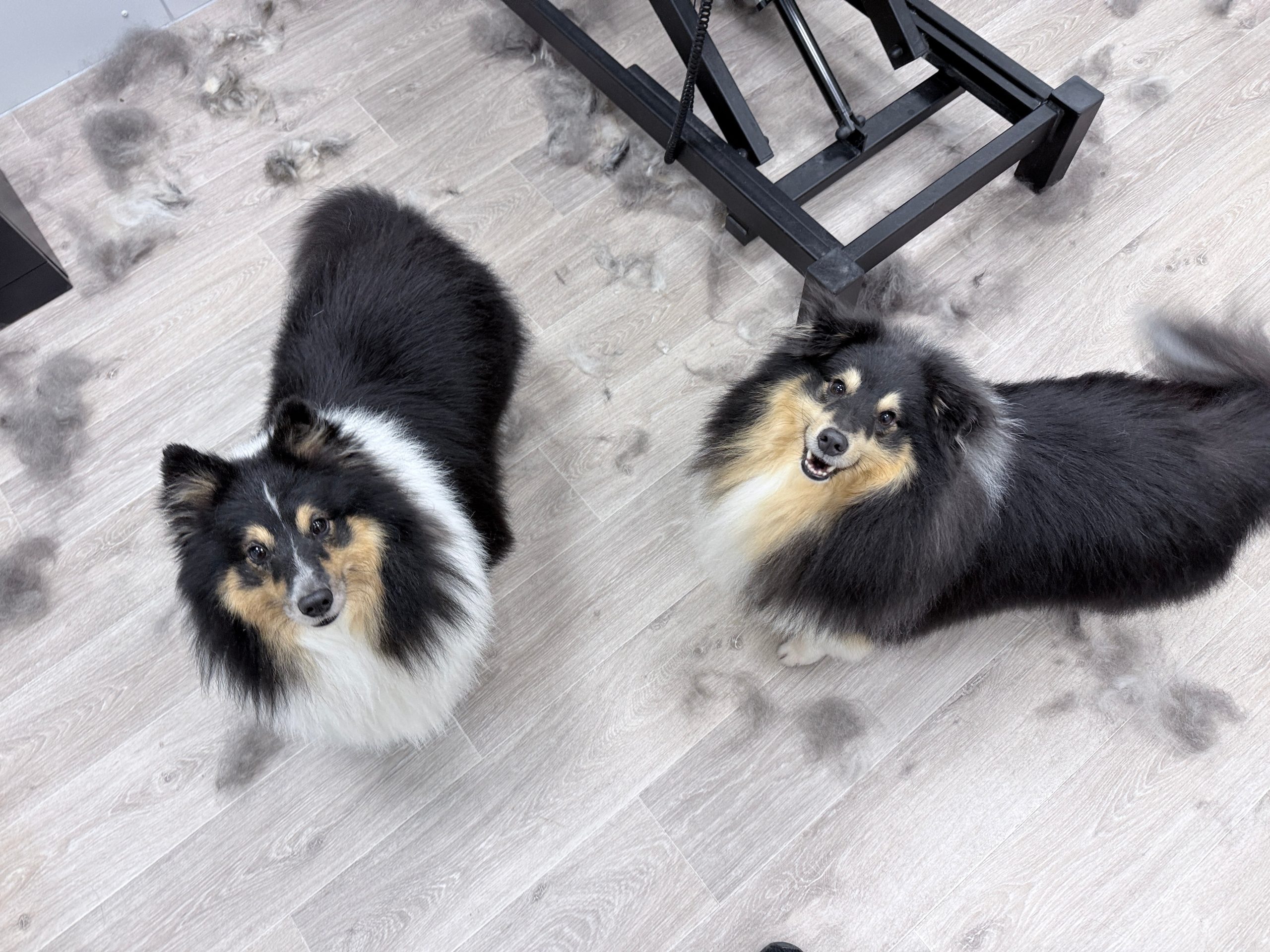 Shelties tussen plukken haar