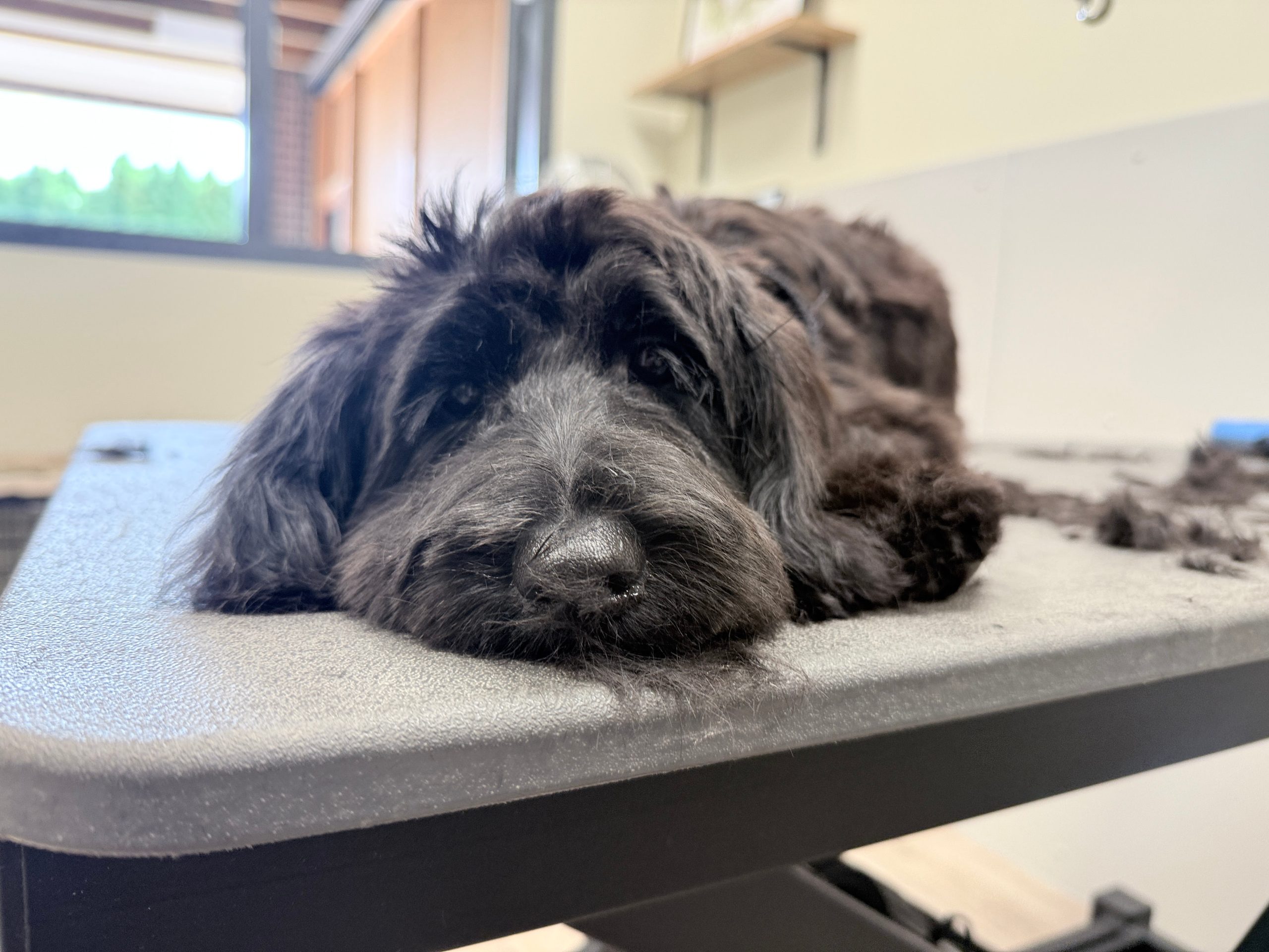 9 Vermoeide puppy op tafel tijdens behandeling