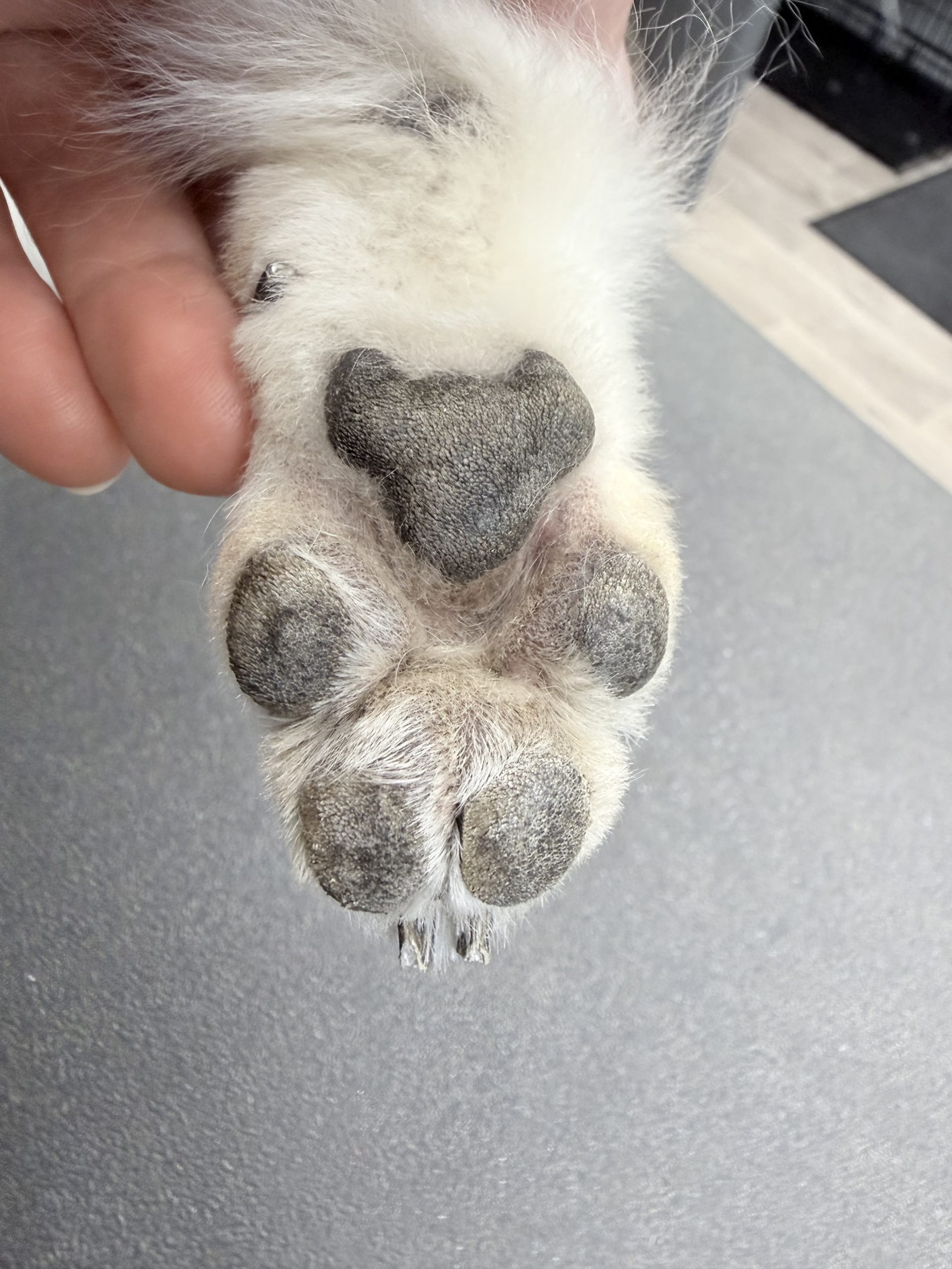 Voetzooltje na foto
