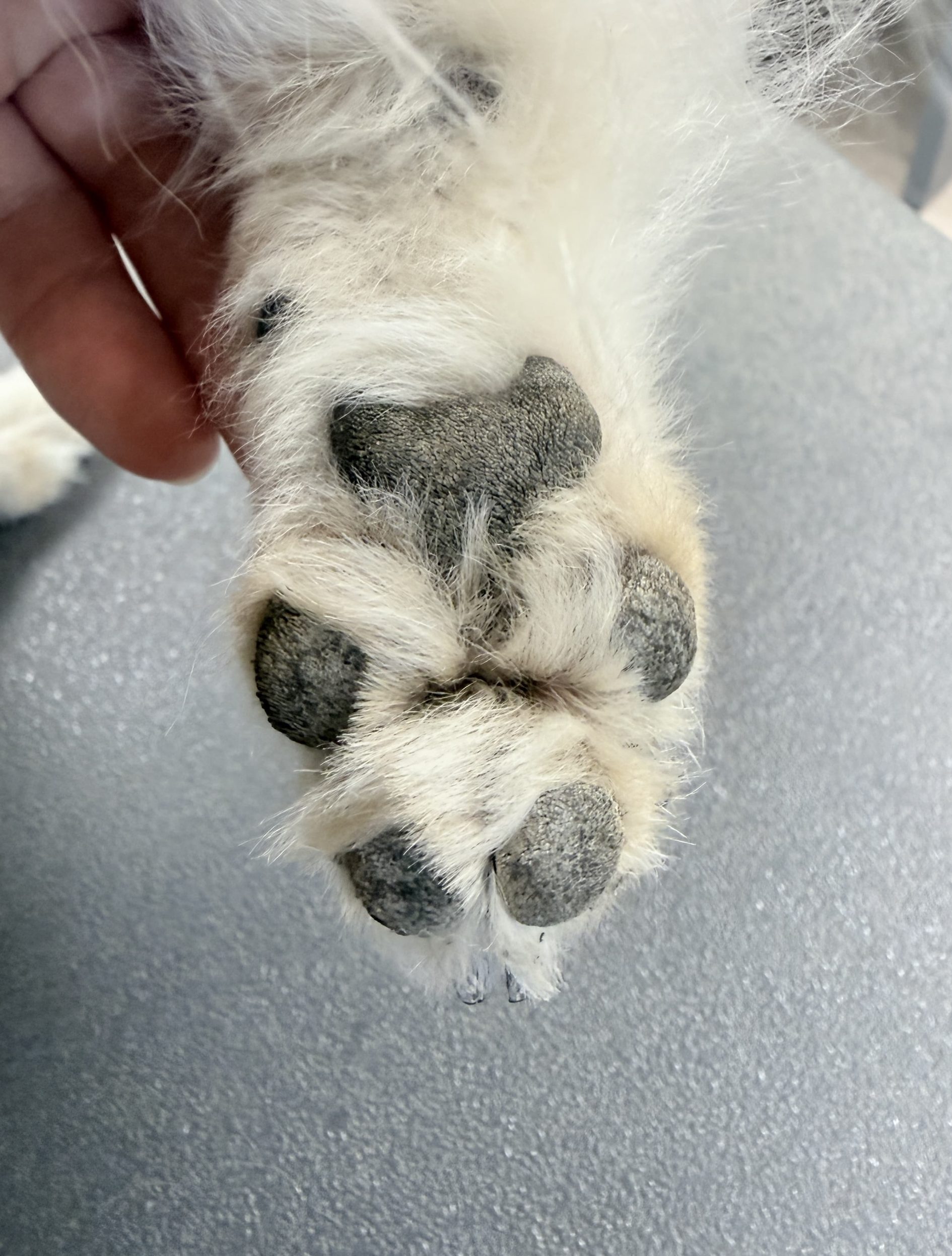 Voetzooltje voor foto