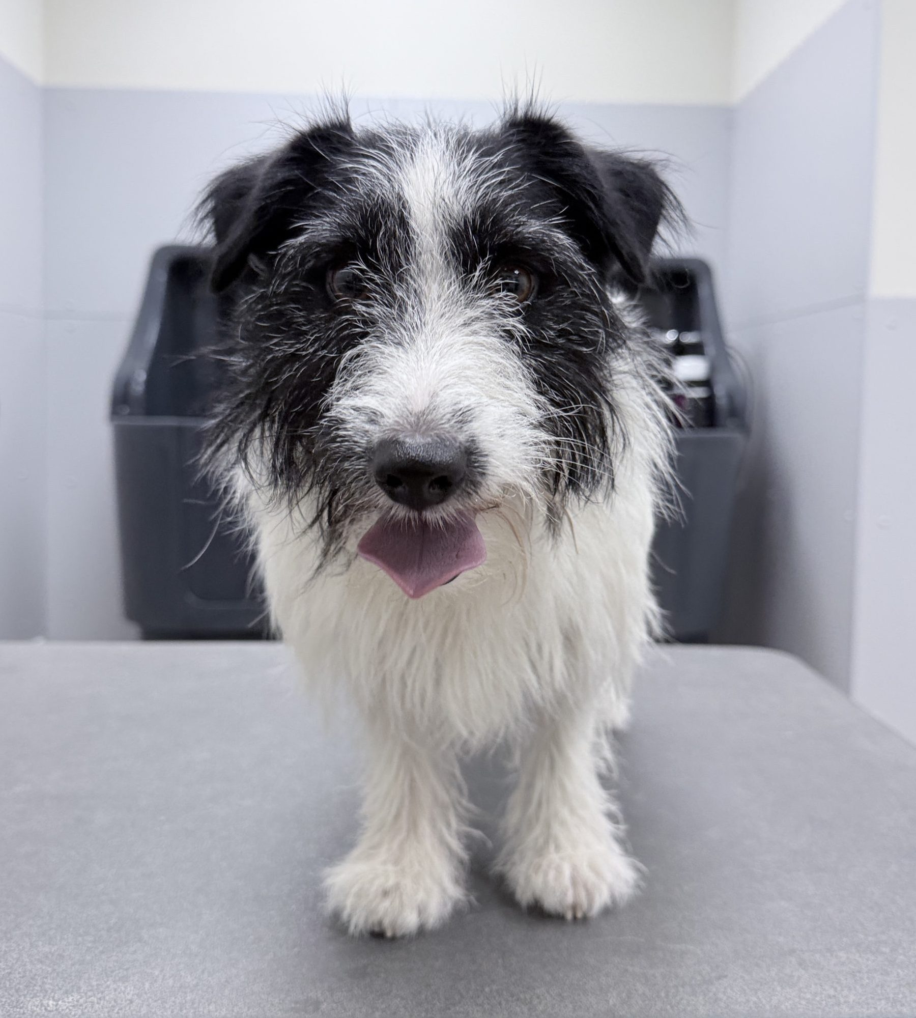 Voor foto jack russel plukken