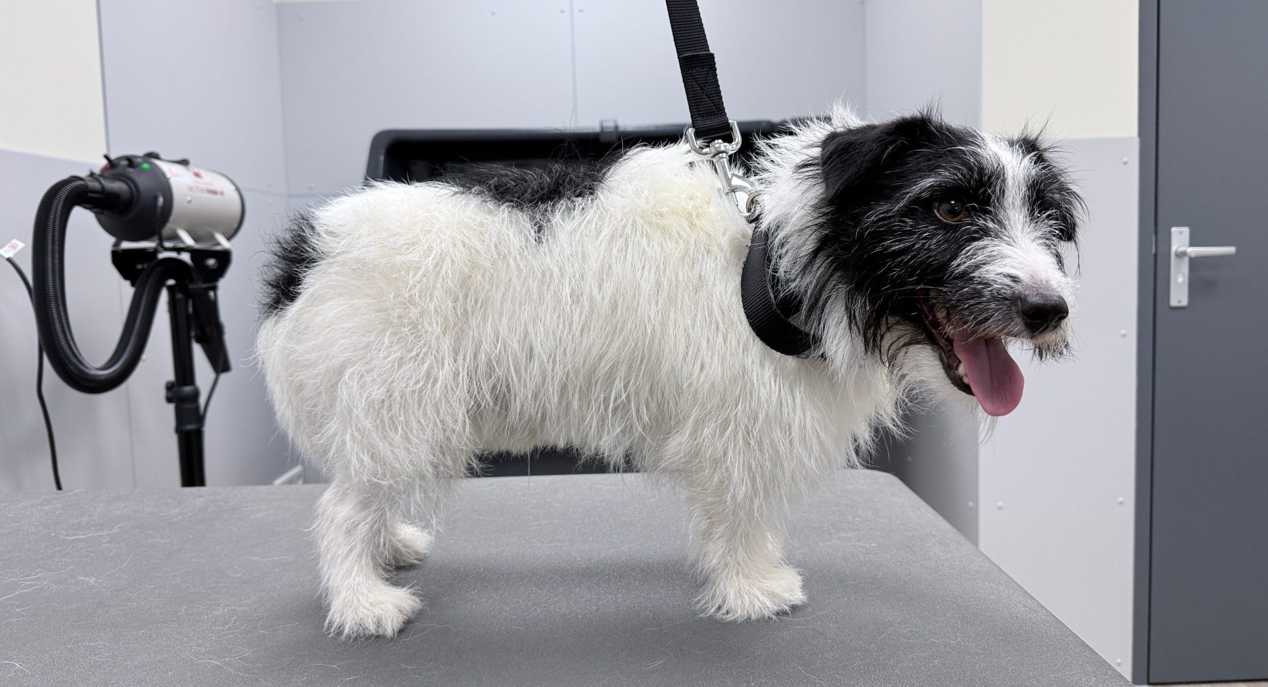Voor foto plukken jack russel 2