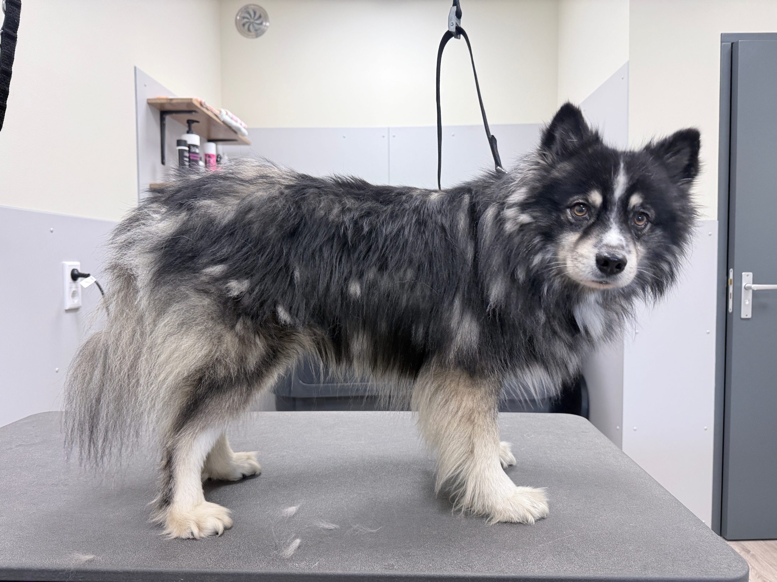 Voor foto pomsky kijkt