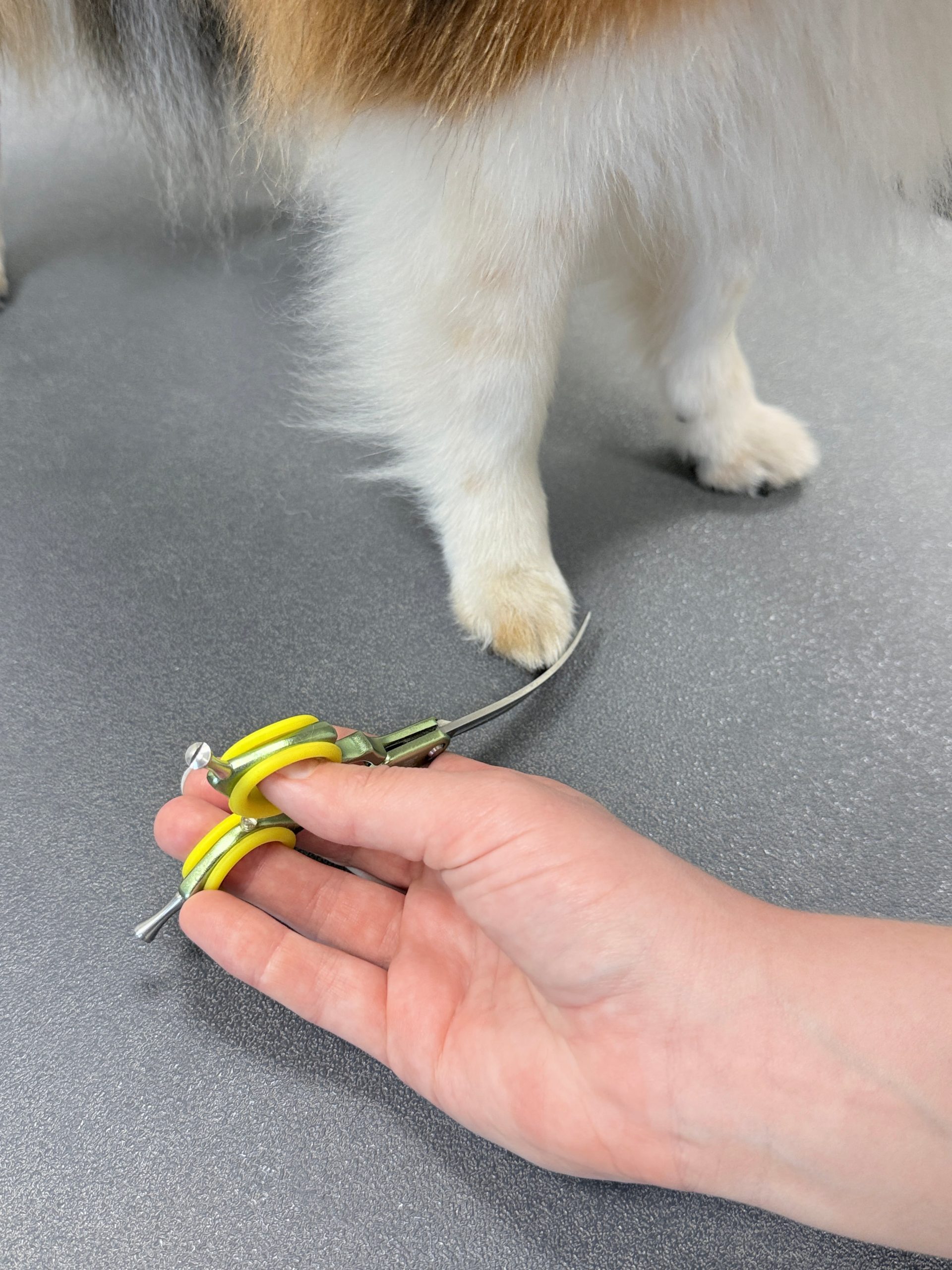 9 Voorpoot knippen links