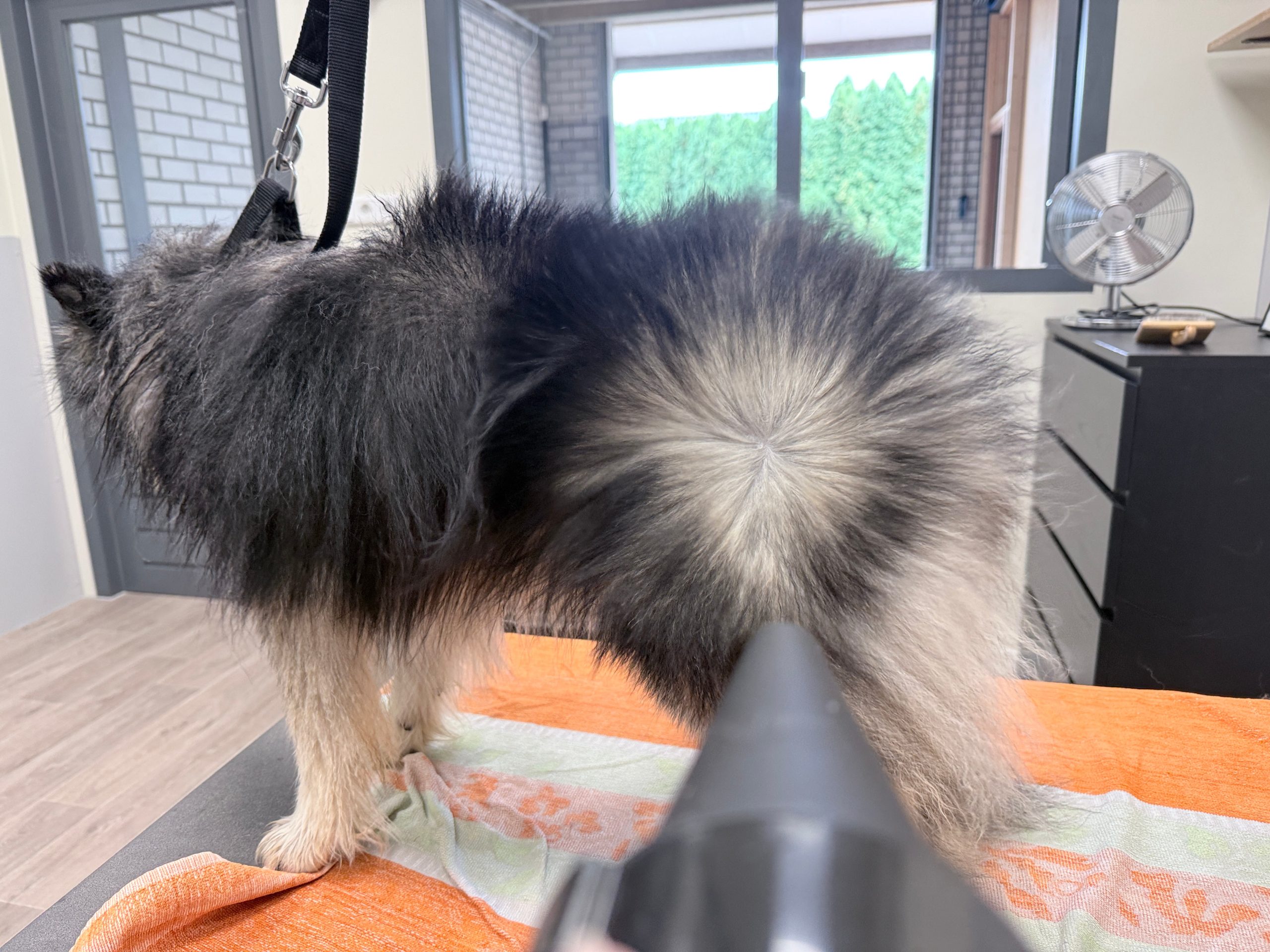 Waterblazer Pomsky