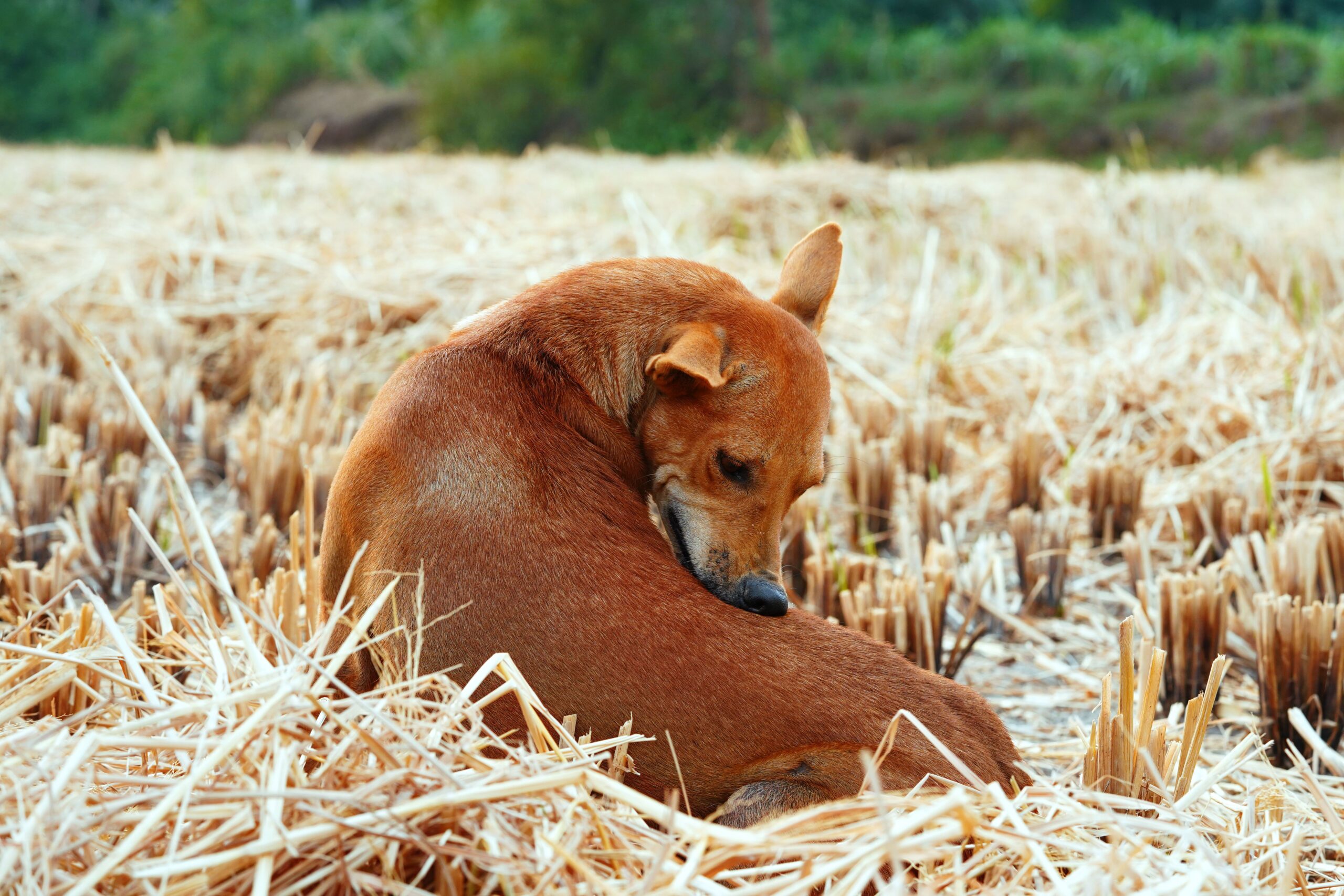 scratch dog